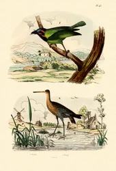 Barbudo, 1833-39